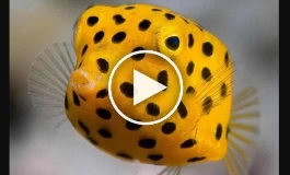 (ویدئو) باب‌اسفنجی در دنیای واقعی!